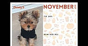 Chewy Ii joined the competition — help win amazing prizes! dog, puppy, yorkshire_terrier, small_dog, black_sweater, calendar, november, pet, animal, sitting, portrait, fluffy, brown_fur, black_fur, indoors, photograph, website_screenshot, mobile_screen, calendar_page, cute