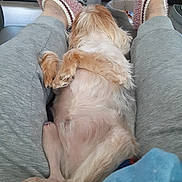 Chewy Ii joined the competition — help win amazing prizes! dog, small_dog, fluffy, sleeping, belly_up, relaxed, indoor, home, couch, person, legs, slippers, pink_slippers, gray_pants, pet, puppy, fur, paws, cozy, cute