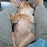 dog, small_dog, fluffy, sleeping, belly_up, relaxed, indoor, home, couch, person, legs, slippers, pink_slippers, gray_pants, pet, puppy, fur, paws, cozy, cute