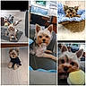 Chewy Ii joined the competition — help win amazing prizes! dog, yorkshire_terrier, puppy, small_dog, portrait, collage, pet, cute, fluffy, brown_and_white, long_hair, pointed_ears, black_nose, toy, ball, blanket, sweater, indoor, home, sitting