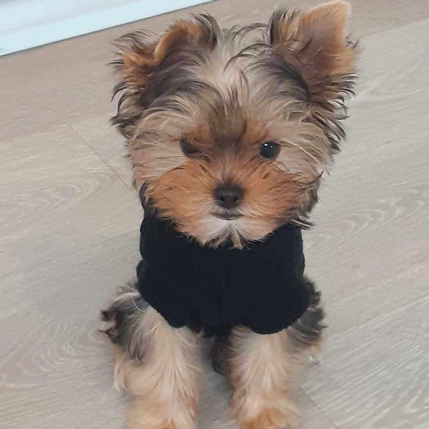 Chewy Ii