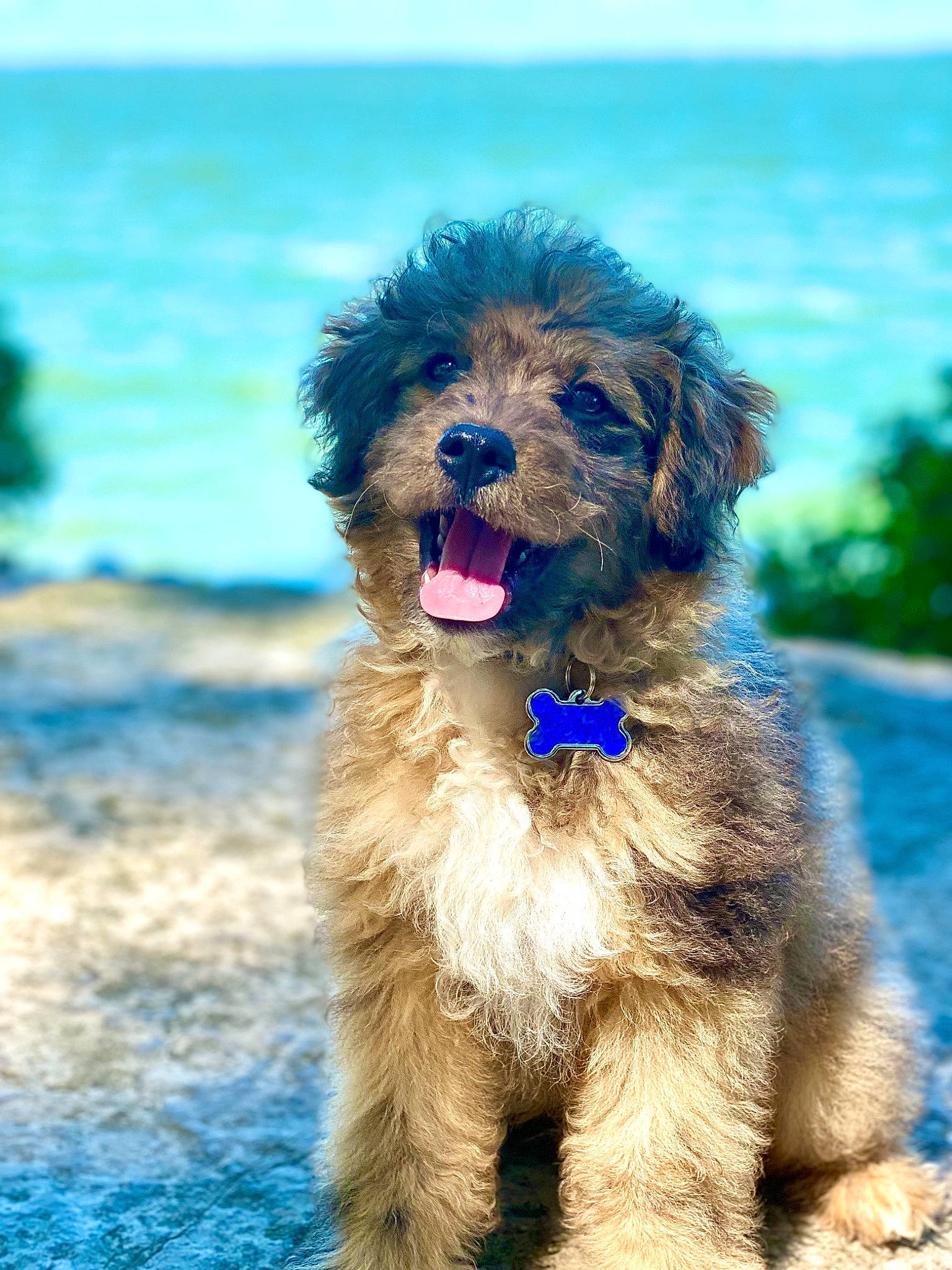Murphy is registered to the contest to win money with this photo: canidae, carnivore, companion_dog, dog, dog_breed, dog_collar, grass, liver, maltepoo, poodle, poodle_crossbreed, puppy, small_terrier, sporting_group, terrier, toy_dog, water, water_dog, working_animal, working_dog
