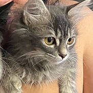 Misty joined the competition — help win amazing prizes! cat, kitten, gray_fur, close_up, yellow_eyes, fluffy, pet, animal, cute, feline, whiskers, young, indoor, hand, holding, curious, soft, portrait, closeup, domestic