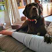 Schelby a rejoint le concours — aidez-le/la à gagner de superbes lots ! dog, labrador, brown_dog, pet, collar, paw, person, leg, jeans, couch, living_room, furniture, cabinet, curtains, floor, indoor, relaxation, comfort, home, cozy