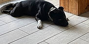 Uzy a rejoint le concours — aidez-le/la à gagner de superbes lots ! animal, black_dog, calm, cozy, dog, floor, green_leaves, home, indoor, natural_light, pet, plant, quiet, relaxing, resting, tile_floor, white_paw, window, wooden_floor, wooden_planter