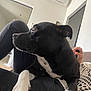 Uzy a rejoint le concours — aidez-le/la à gagner de superbes lots ! air_conditioner, attention, black_and_white, close_up, comfort, companionship, crocheted_top, dog, furniture, human_hand, indoor, jeans, lap, living_room, modern, paw, person, pet, relaxation, resting