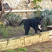 Uzy participe au concours pour gagner de l'argent avec cette photo : dog, black_dog, garden, plants, greenery, wooden_border, stone_wall, outdoor, pet, animal, alert, standing, curious, yard, nature, small_bushes, grass, daylight, domestic_animal, canine