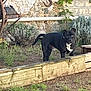 dog, black_dog, garden, plants, greenery, wooden_border, stone_wall, outdoor, pet, animal, alert, standing, curious, yard, nature, small_bushes, grass, daylight, domestic_animal, canine