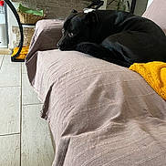 Uzy participe au concours pour gagner de l'argent avec cette photo : basket, black_dog, blanket, calm, couch, cozy, dog, floor, furniture, home, indoor, jar, looking, pet, plant, relaxing, resting, shelf, side_view, tile_floor