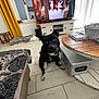 Uzy participe au concours pour gagner de l'argent avec cette photo : basket, black_dog, blanket, books, case, curtains, decor, dog, floor, furniture, home, indoor, living_room, pet, table, television, tile_floor, watching, window, wooden_table