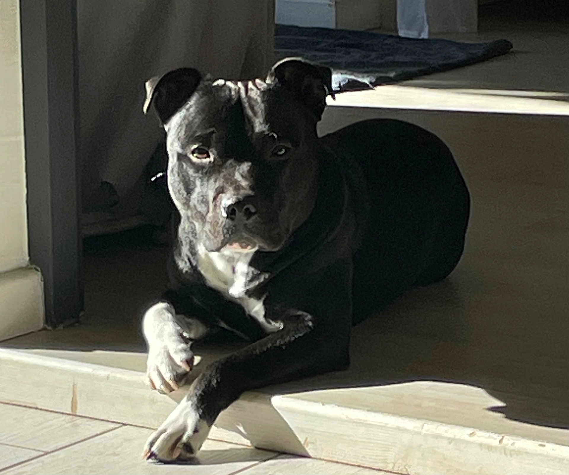 Uzy participe au concours pour gagner de l'argent avec cette photo : dog, black_dog, white_paws, indoors, tile_floor, sunlight, shadow, resting, pet, animal, canine, portrait, looking_at_camera, calm, relaxed, house, floor, daylight, shadow_play, paw