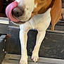Peanut is registered to the contest to win money with this photo: dog, beagle, tongue, licking, paws, porch, step, close_up, pet, domestic_animal, brown_and_white, doorway, curious, portrait, snout, nails, metal_steps, playful, treat, reflection_in_eyes