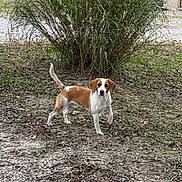 Peanut is registered to the contest to win money with this photo: dog, beagle_like, pet, outdoors, yard, grass, bush, shed, trees, gravel, leaves, standing, attentive, brown_and_white, tail_up, ears, face, nature, daytime, vertical_photo