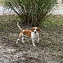 dog, beagle_like, pet, outdoors, yard, grass, bush, shed, trees, gravel, leaves, standing, attentive, brown_and_white, tail_up, ears, face, nature, daytime, vertical_photo