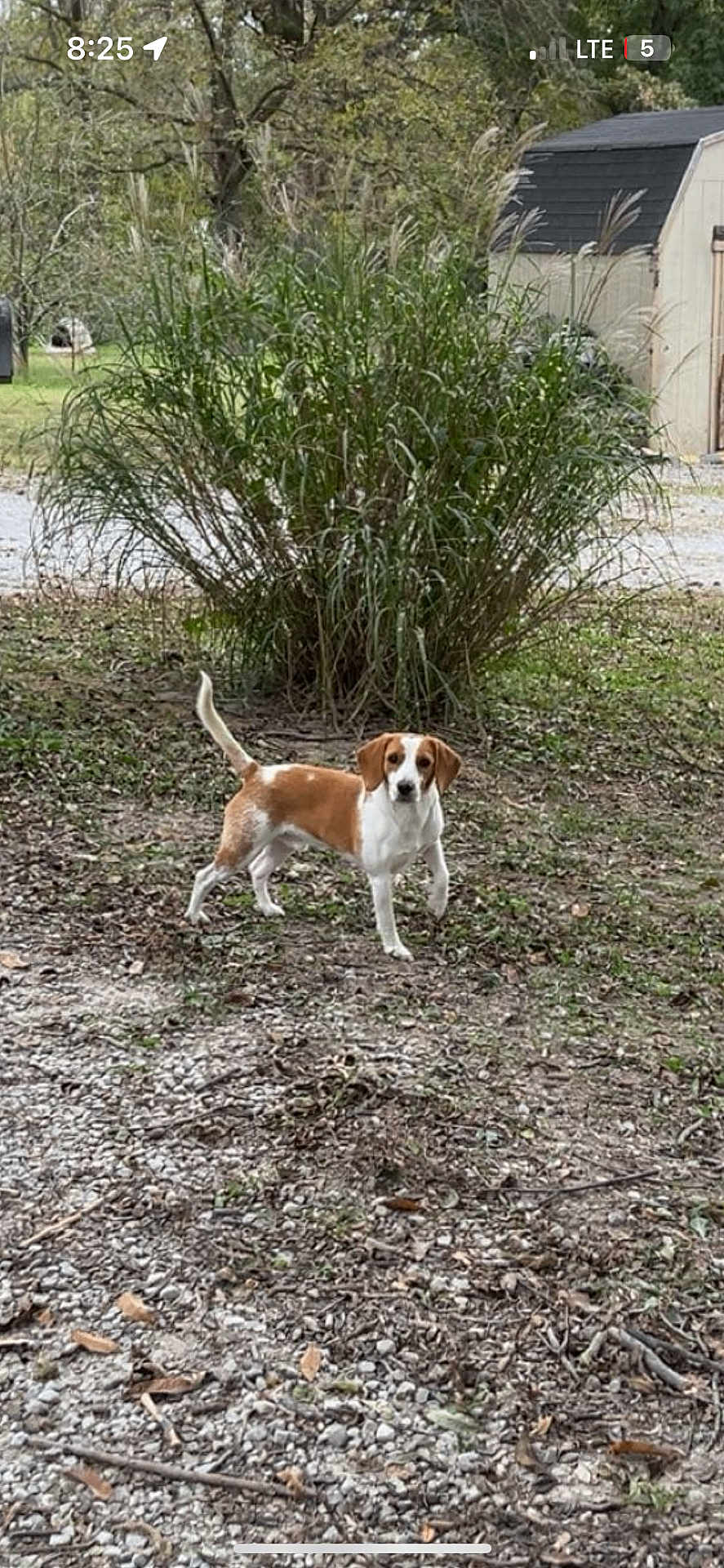 Peanut is registered to the contest to win money with this photo: dog, beagle_like, pet, outdoors, yard, grass, bush, shed, trees, gravel, leaves, standing, attentive, brown_and_white, tail_up, ears, face, nature, daytime, vertical_photo