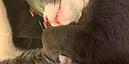 Oswald is registered to the contest to win money with this photo: cat, sleeping, gray, white, fur, paw, closeup, cozy, cute, pet, animal, whiskers, relaxed, indoor, soft, snug, resting, mammal, feline, peaceful