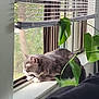 Oswald joined the competition — help win amazing prizes! cat, gray_cat, windowsill, window, blinds, plant, green_leaves, tattoo, arm, indoor, daylight, relaxing, pet, feline, sleeping, white_paws, home, quiet, resting, houseplant