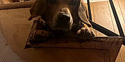 Diem is registered to the contest to win money with this photo: dog, staircase, wood, railing, indoor, pet, animal, curious, face, paw, brown, light, shadow, close_up, looking, expression, home, metal, vertical_bars, interior