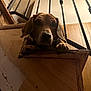 dog, staircase, wood, railing, indoor, pet, animal, curious, face, paw, brown, light, shadow, close_up, looking, expression, home, metal, vertical_bars, interior