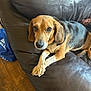 Diem joined the competition — help win amazing prizes! dog, brown, black, leather_couch, paws, floor, wood_floor, indoor, pet, canine, animal, relaxed, looking_up, ears, fur, eyes, snout, crossed_paws, resting, home
