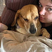 Diem joined the competition — help win amazing prizes! dog, person, blanket, couch, indoor, resting, closeup, face, fur, comfort, relaxation, brown, beige, expression, pet, home, snuggle, seated, companion, casual