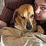 dog, person, blanket, couch, indoor, resting, closeup, face, fur, comfort, relaxation, brown, beige, expression, pet, home, snuggle, seated, companion, casual