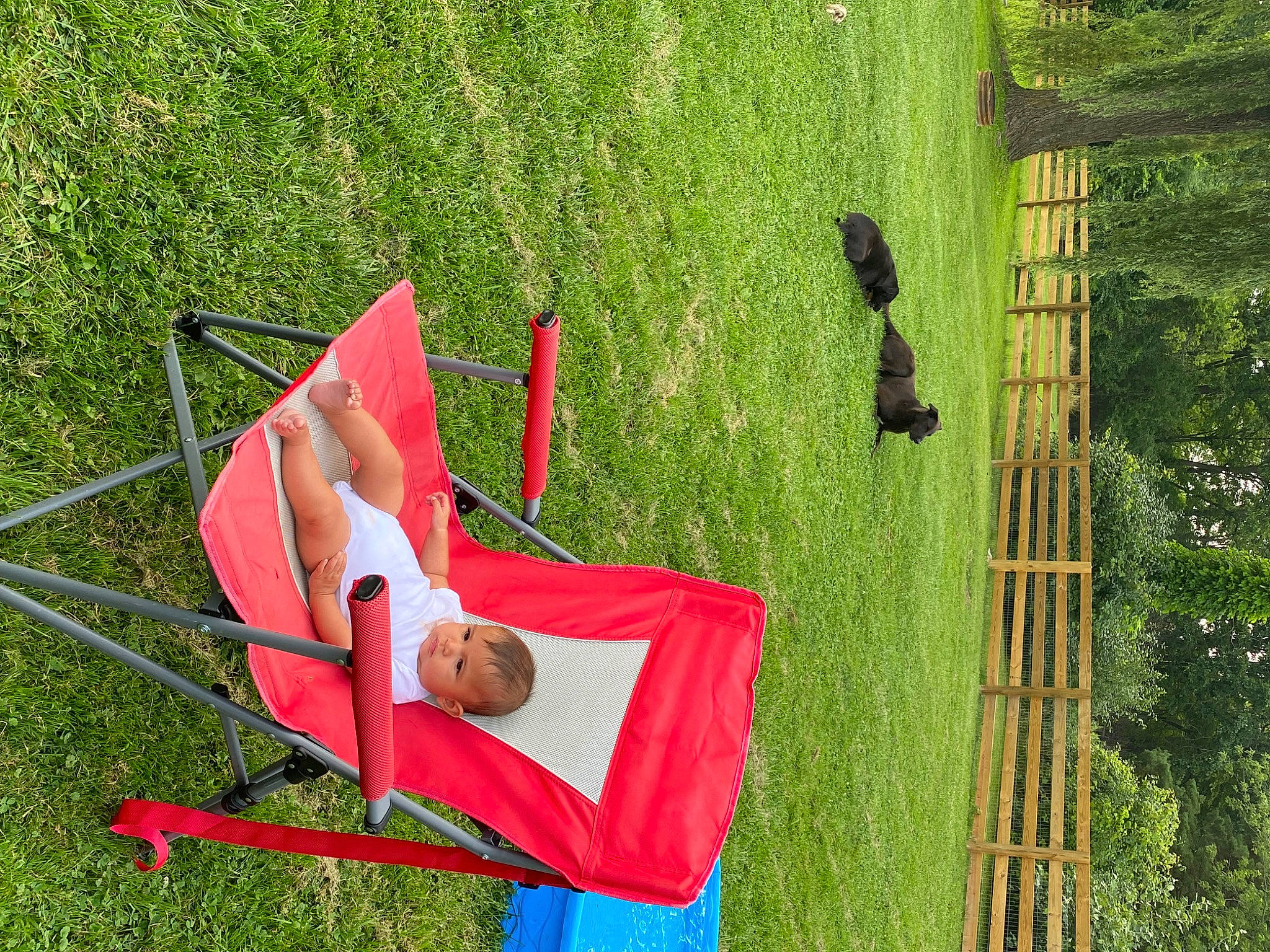 Maisie is registered to the contest to win money with this photo: backyard, balance, elbow, fun, garden, grass, hammock, lawn, leisure, outdoor_furniture, outdoor_play_equipment, people_in_nature, person, plant, recreation, swing, tree, wood, yard