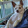 dog, small_dog, chihuahua, pet, animal, portrait, close_up, large_ears, white_fur, tan_fur, brown_eyes, sitting, being_held, relaxed, porch, deck, railing, outdoors, sunlight, family