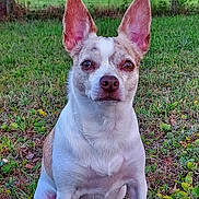 Mason joined the competition — help win amazing prizes! animal, bodypart, bulldog, canine, chihuahua, dog, flower, frenchbulldog, grass, hound, husky, lawn, mouth, person, pet, plant, puppy, tree, vegetation, whitedog