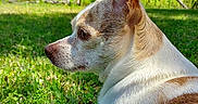 Mason joined the competition — help win amazing prizes! animal, backyard, canine, chihuahua, dog, fence, field, grass, green, herbal, herbs, lawn, nature, outdoors, pet, plant, puppy, tree, vegetation, yard