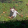 Mason is registered to the contest to win money with this photo: dog, small_dog, white_dog, grass, lawn, fallen_leaves, autumn, outdoors, garden, sunlight, shadow, sitting, animal, pet, portrait, pointed_ears, short_hair, white_fur, nature, ground
