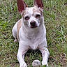 Mason joined the competition — help win amazing prizes! dog, puppy, outdoor, grass, lawn, sitting, portrait, white_and_tan, large_ears, pointed_ears, brown_eyes, black_nose, front_paws, golf_ball, toy_ball, pet, animal, centered_subject, natural_light, funny_expression
