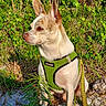 Mason joined the competition — help win amazing prizes! accessories, animal, canine, chihuahua, dog, flower, grass, green, harness, herbal, herbs, leash, outdoors, pet, plant, puppy, rock, soil, strap, vegetation