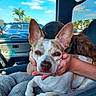 Mason joined the competition — help win amazing prizes! alloywheel, animal, canine, car, carwheel, chihuahua, dog, face, head, machine, person, pet, photography, plant, portrait, spoke, tire, transportation, vehicle, wheel