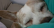 Mason is registered to the contest to win money with this photo: dog, sleeping, nap, pet, animal, close_up, portrait, white_fur, brown_fur, pointed_ears, muzzle, blanket, turquoise, bed, cozy, indoors, relaxed, cute, resting, text