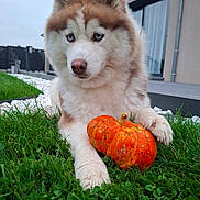 Volga participe au concours pour gagner de l'argent avec cette photo : animal, autumn, blue_eyes, canine, cute, daylight, dog, fur, garden, grass, house, husky, muzzle, nature, outdoor, paw, pet, portrait, pumpkin, relaxed
