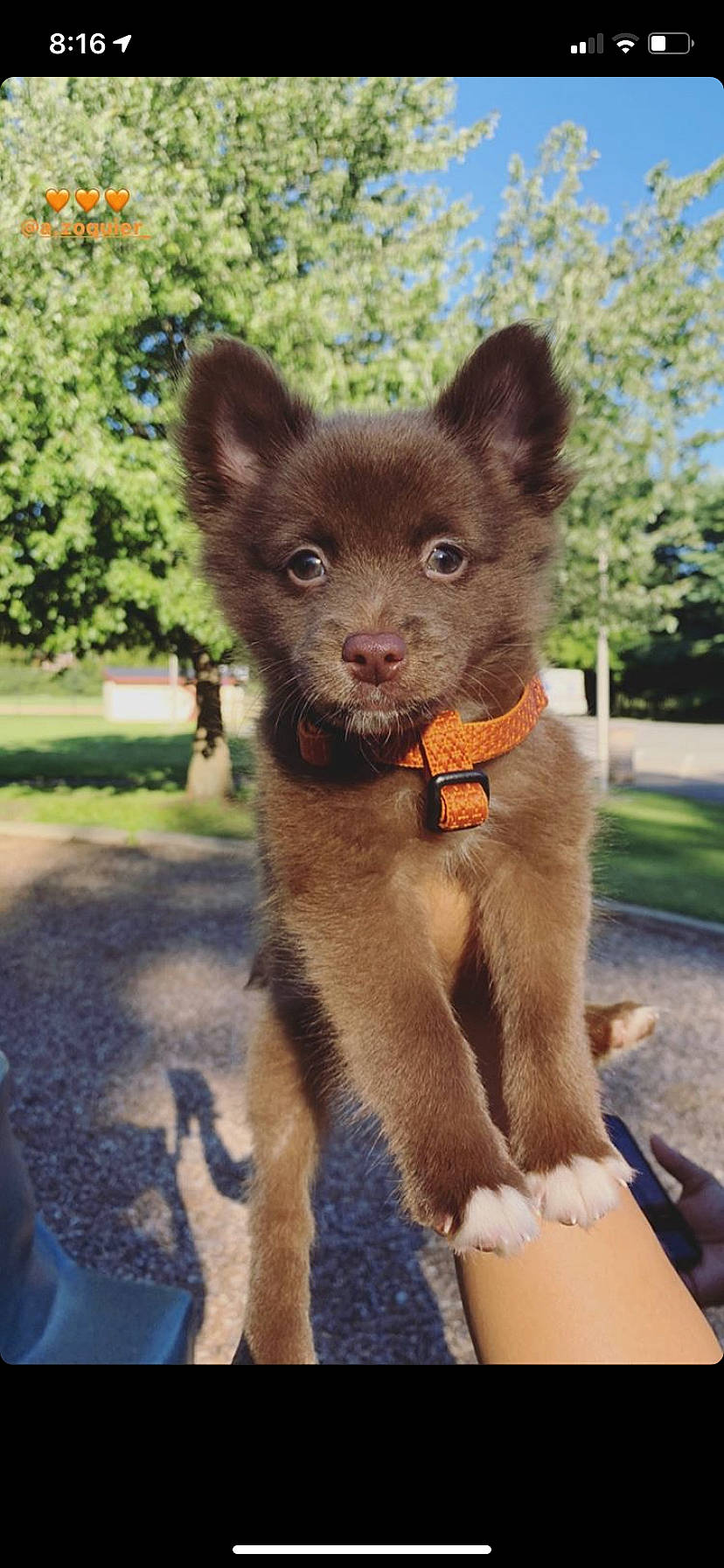 Almond is registered to the contest to win money with this photo: australian_kelpie, canidae, carnivore, companion_dog, dog, dog_breed, fawn, liver, mammal, puppy, rare_breed_dog, sporting_group, vertebrate