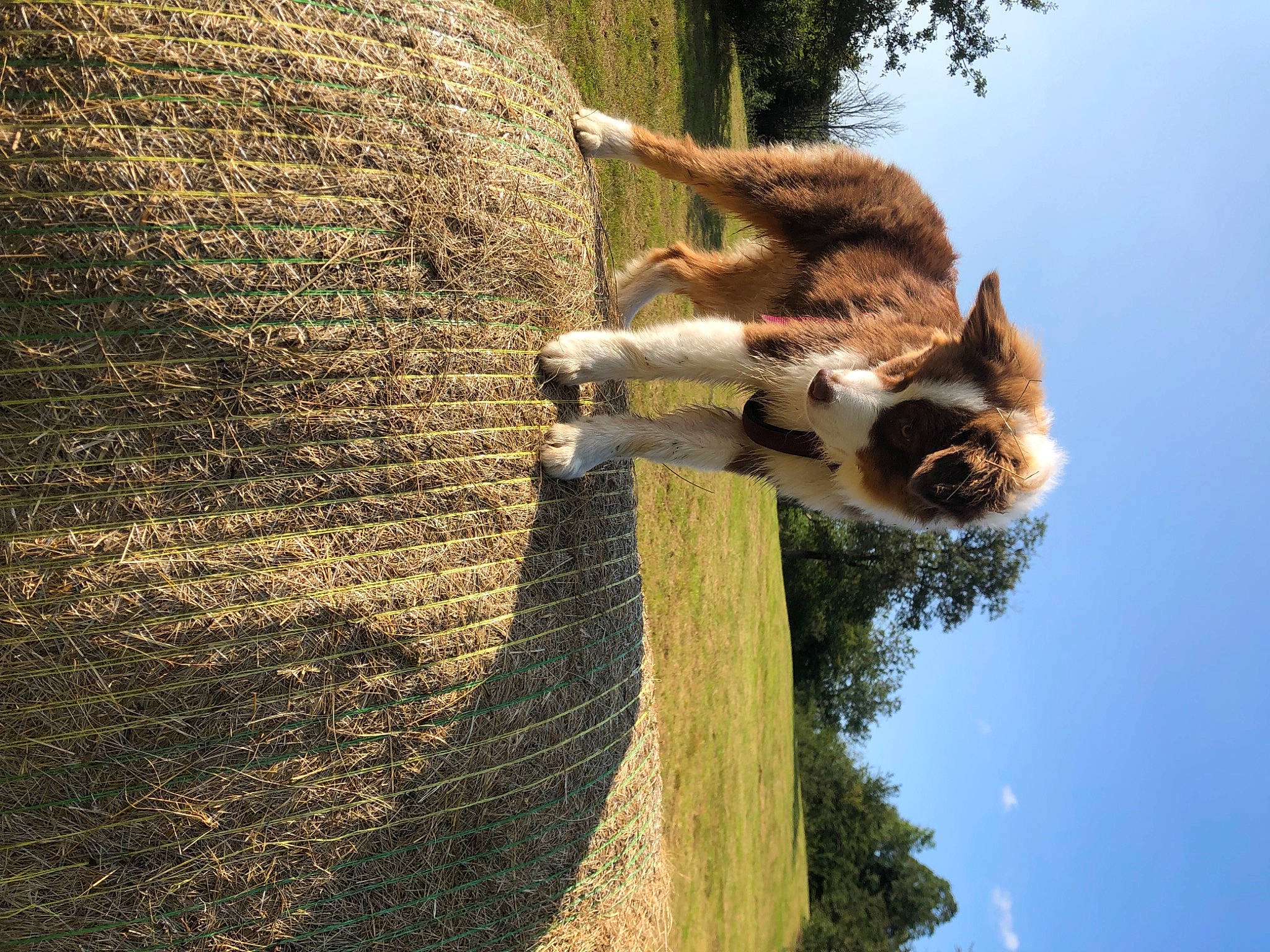 Safran participe au concours pour gagner de l'argent avec cette photo : branch, fawn, giraffe, giraffidae, grass, happy, leisure, organism, people_in_nature, plant, reflection, sky, tree, trunk, twig, water, wildlife, wood, woody_plant, working_animal