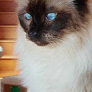 Newton a rejoint le concours — aidez-le/la à gagner de superbes lots ! balinese, birman, burmese, carnivore, cat, domestic_long_haired_cat, eye, felidae, himalayan, iris, javanese, mammal, ragdoll, siamese, small_to_medium_sized_cats, snout, thai, tonkinese, vertebrate, whiskers