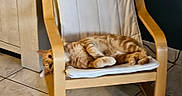 Phoenix a rejoint le concours — aidez-le/la à gagner de superbes lots ! animal, cat, chair, cozy, curious, cushion, cute, domestic, feline, floor_tiles, furniture, ginger_cat, home, indoor, living_room, pet, relaxed, resting, tile_floor, wooden_chair