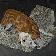 Phoenix a rejoint le concours — aidez-le/la à gagner de superbes lots ! cat, dog, blanket, couch, pet, indoor, cozy, fur, animal, playful, resting, white_dog, ginger_cat, soft_texture, friendship, cute, domestic, relaxing, companion, nap