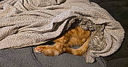 Phoenix a rejoint le concours — aidez-le/la à gagner de superbes lots ! blanket, cat, orange_cat, paws, tail, furry, cozy, couch, fur, indoor, resting, covered, hidden, texture, soft, warm, relaxation, animal, pet, sleeping