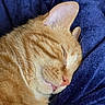 cat, orange_tabby, sleeping, tongue_out, close_up, feline, pet, whiskers, ear, fur, cozy, blanket, resting, domestic_cat, cute, relaxed, animal, soft_texture, indoor, mammal