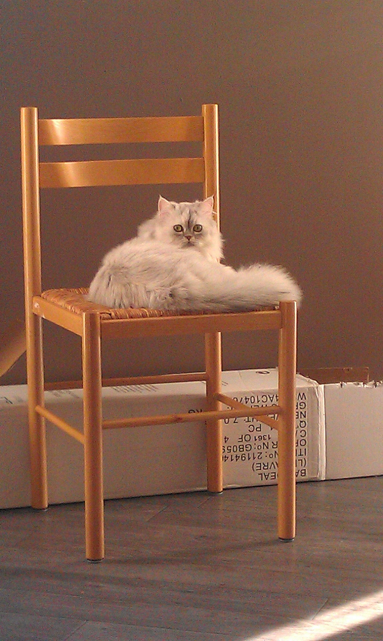 Gaïa participe au concours pour gagner de l'argent avec cette photo : carnivore, cat, chair, comfort, fawn, felidae, flooring, fur, furniture, grey, hardwood, plywood, room, sitting, small_to_medium_sized_cats, table, tail, whiskers, wood, wood_stain