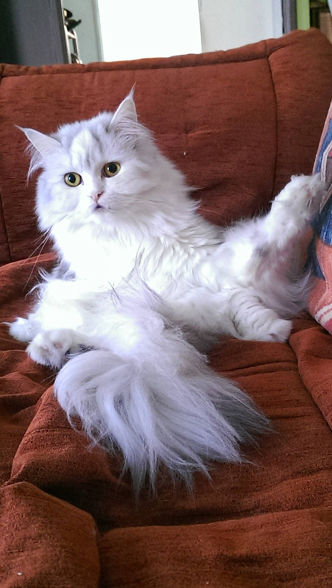 Chanel participe au concours pour gagner de l'argent avec cette photo : british_longhair, carnivore, cat, claw, comfort, companion_dog, fawn, felidae, foot, fur, hardwood, natural_material, paw, persian, ragdoll, sitting, small_to_medium_sized_cats, snout, tail, whiskers