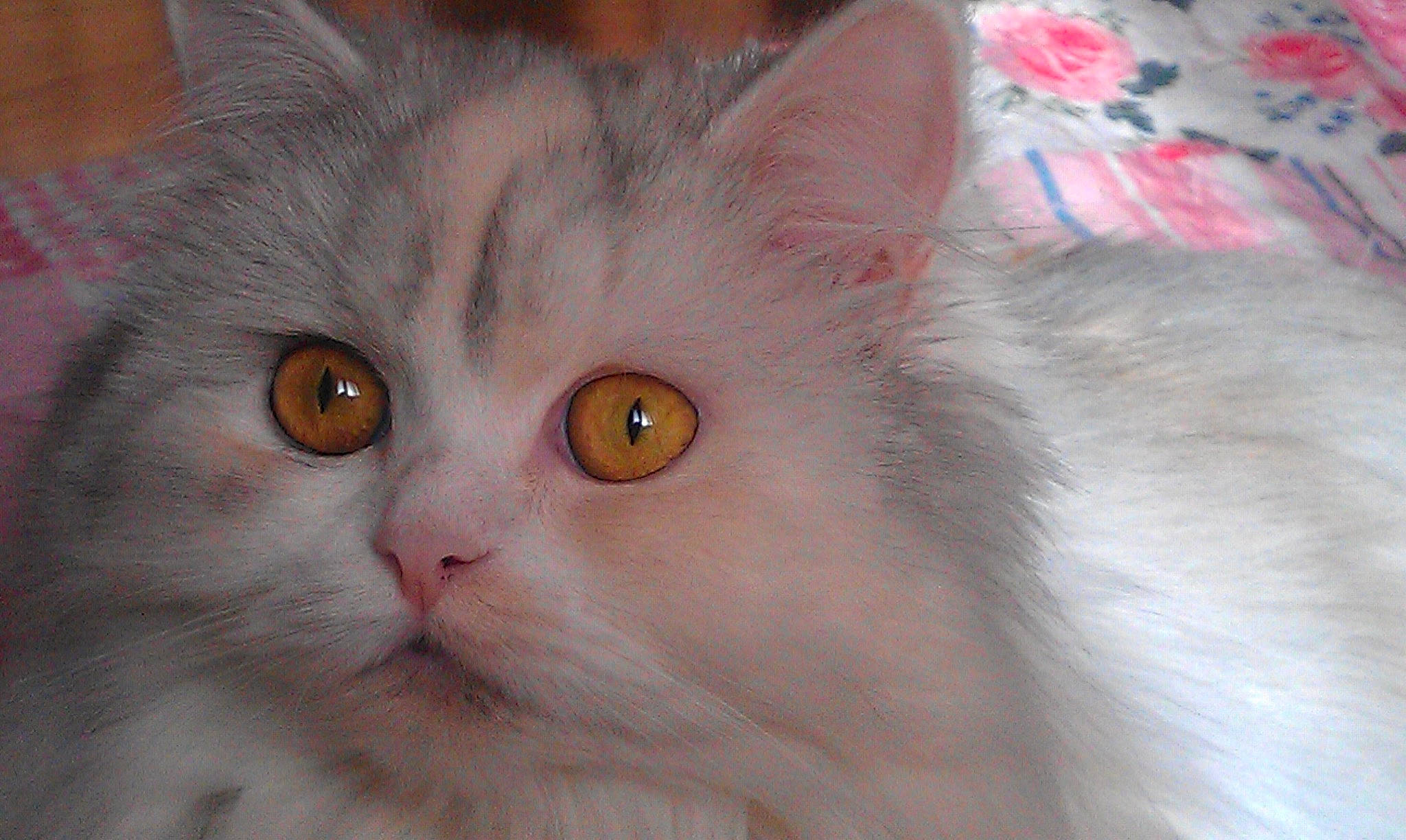 Chanel a rejoint le concours — aidez-le/la à gagner de superbes lots ! british_longhair, carnivore, cat, domestic_short_haired_cat, eye, fawn, felidae, fur, paw, persian, small_to_medium_sized_cats, snout, tail, whiskers, window