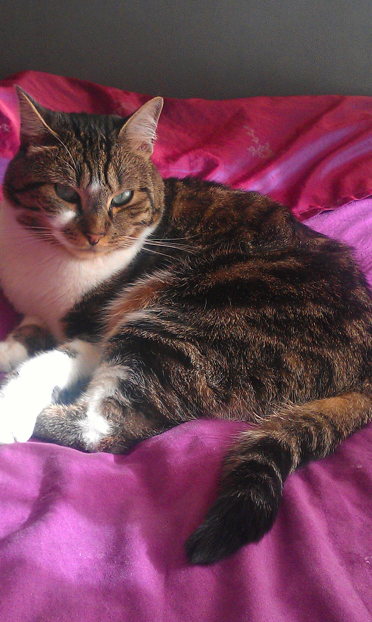 Jumpy a rejoint le concours — aidez-le/la à gagner de superbes lots ! carnivore, cat, claw, comfort, domestic_short_haired_cat, felidae, fur, linens, magenta, nap, paw, pink, sleep, small_to_medium_sized_cats, snout, terrestrial_animal, textile, whiskers