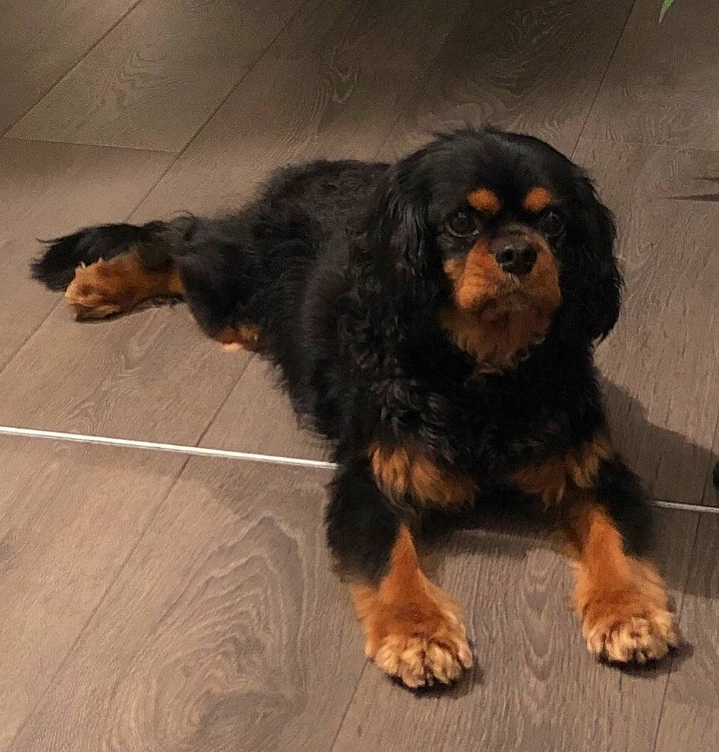 Golden a rejoint le concours — aidez-le/la à gagner de superbes lots ! canidae, carnivore, cavalier_king_charles_spaniel, companion_dog, dog, dog_breed, fawn, king_charles_spaniel, mammal, rare_breed_dog, snout, spaniel, sporting_group, vertebrate