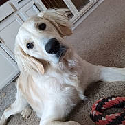 Willow is registered to the contest to win money with this photo: dog, golden_retriever, pet, animal, carpet, indoor, toy, chew_toy, white_cabinet, fur, curious, lying_down, canine, closeup, muzzle, ears, friendly, companion, domestic, relaxed