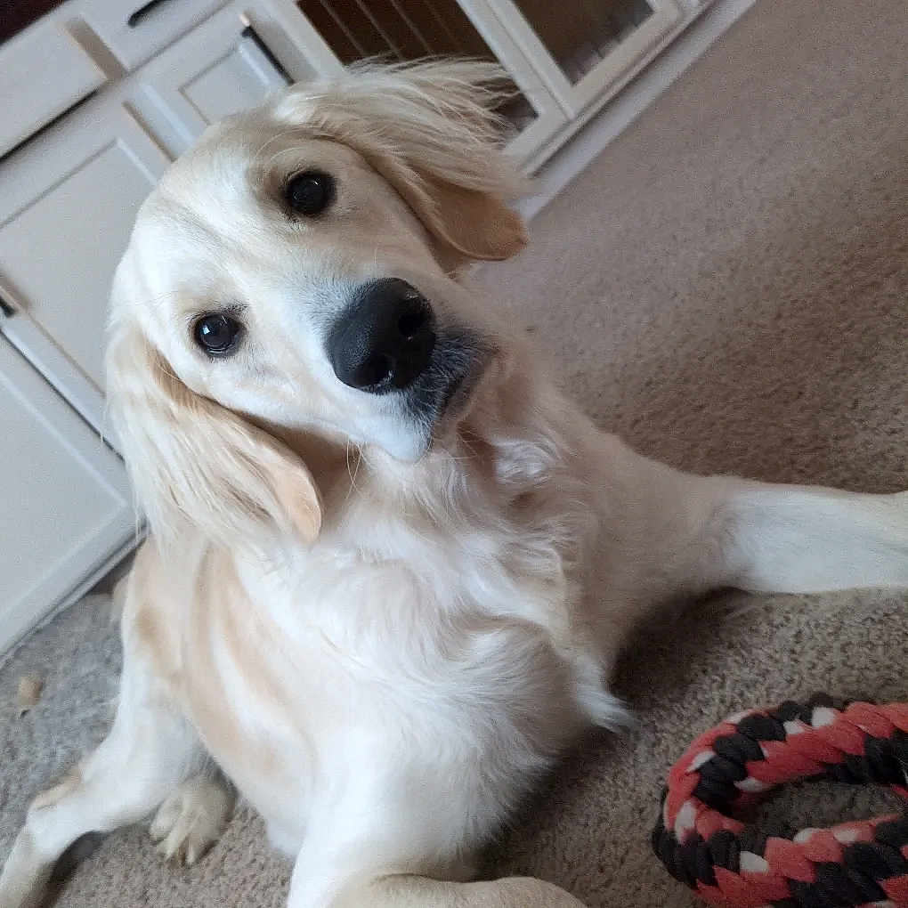 Willow is registered to the contest to win money with this photo: animal, canine, carpet, chew_toy, closeup, companion, curious, dog, domestic, ears, friendly, fur, golden_retriever, indoor, lying_down, muzzle, pet, relaxed, toy, white_cabinet